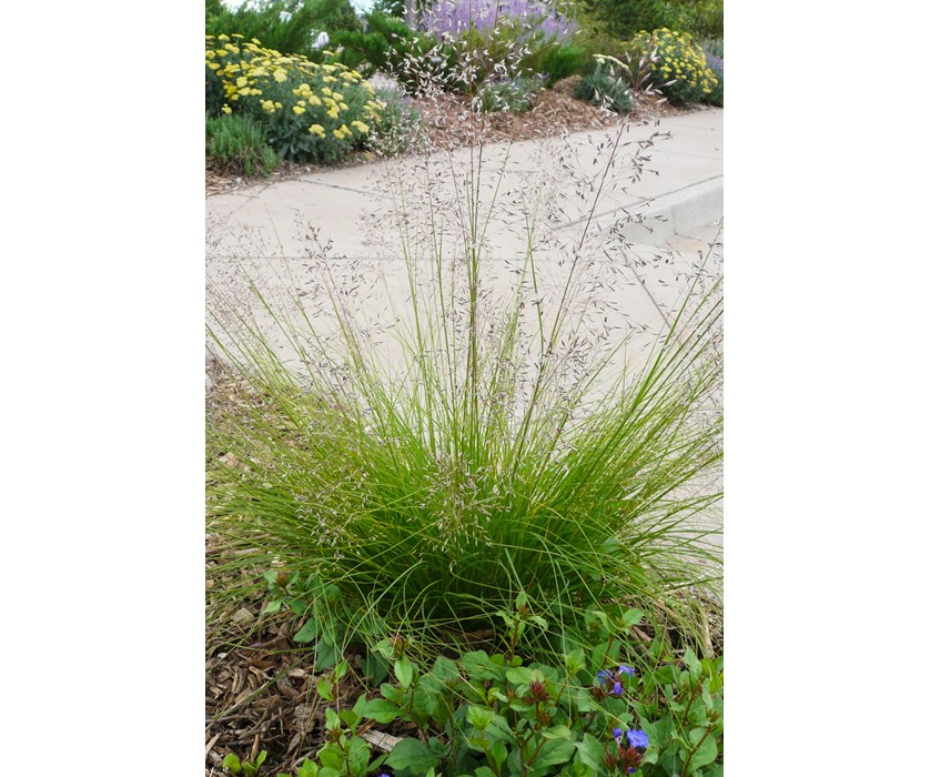 Prairie Dropseed